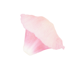 Amiy Slider Flower Bottom Left Img