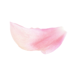 Amiy Slider Flower Bottom Right Img