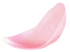 Amiy Slider Flower Top Img